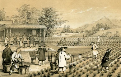 Kulttuuri ja teen valmistus, Kiina, 1847.
