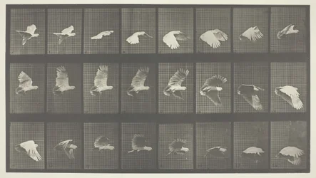 Animal Locomotion, levy 758, 1887.