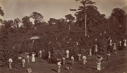 Kahvin sadonkorjuu, Las Nubes-Guatemala, 1875.