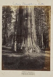Mammoth Tree Grove, Calaverasin piirikunta, Kalifornia. Abraham Lincoln. 320 jalkaa korkea, ympärysmitta 54 jalkaa.