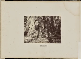 Mammoth Tree Grove, Calaverasin piirikunta, Kalifornia. Salemin noitaryhmä. Keskimääräinen korkeus 300 jalkaa, ympärysmitta 65 jalkaa.
