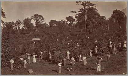 Kahvinkorjuu, Las Nubes, Guatemala