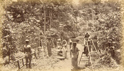 Kahvin sadonkorjuu San Isidrossa - korkeus 1000 jalkaa, Guatemala