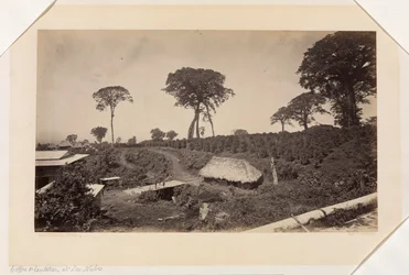 Las Nubesin kahviviljelmä, Guatemala