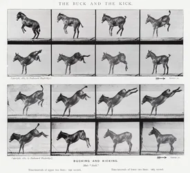 Eadweard Muybridge: The Buck and the Kick (m/v kuva)
