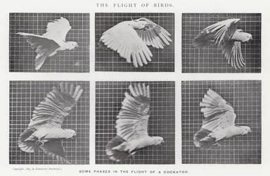 Eadweard Muybridge: Lintujen lento (m/w kuva)