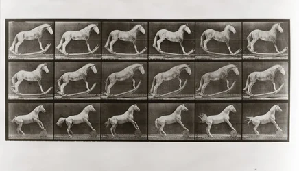 Horse on Rockers ja Horse Rolling a Barrel, levy 649, Animal Locomotion, 1887