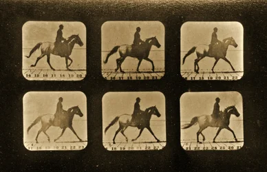 Hevoset. Epäsäännöllinen, Animal Locomotion -sarja, n. 1881