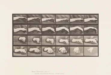 Levy 532. Käden liike; Ympyrän piirtäminen, 1885