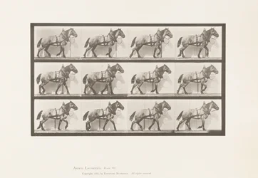 Kilpi 567. Veto;Tummanharmaa belgialainen hevonen Billy, 1885