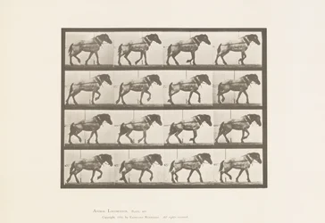 Kilpi 569. Veto;Tummanharmaa belgialainen hevoshanseli, 1885