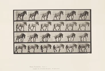 Kilpi 570. Veto;Tummanharmaa belgialainen hevoshanseli, 1885
