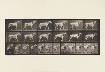 Levy 571. Veto; Vaaleanharmaa Mare Johnson, 1885