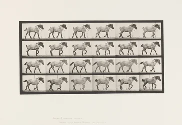 Lauta 574. Kävely; Vapaa; Tummanharmaa belgialainen hevoshanseli, 1885