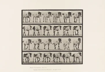 Lauta 575. Kävely; Vapaa; Tummanharmaa belgialainen hevoshanseli, 1885