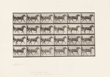 Levy 607. Ravi; Sulky; Bay Mare, Lizzie M.