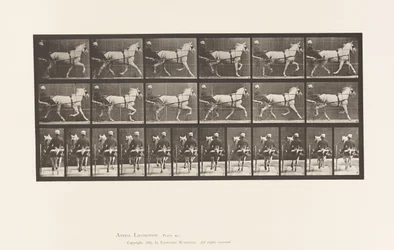Levy 611. Ravi; Sulky; Harmaa tamma, Katydid