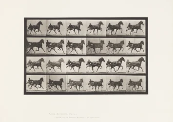 Levy 613. Ravi; Sulky; Sorrel Mare Nellie Rose