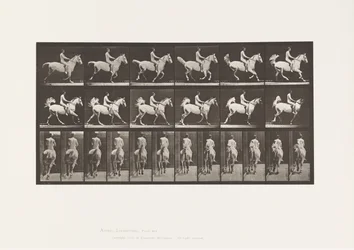 Levy 622. Laukka; Satula; Rider, 43, alaston; harmaa hevonen Smith, 1885