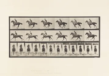 Lauta 632. Laukka; Satula; Täysverinen Bay Horse Bouquet