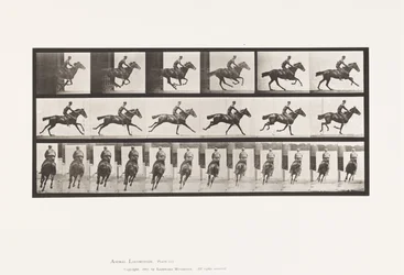 Lauta 633. Laukka; Satula; Täysverinen Bay Horse Bouquet