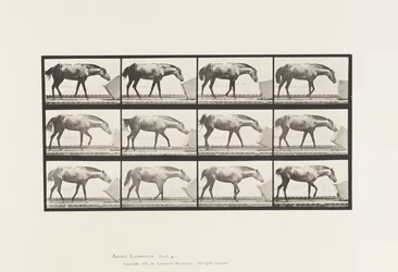 Levy 657. Laatikon vieriminen; Poni, Lotta