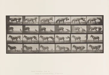 Levy 663. Muuli; A, B, A Refractory Animal Denver