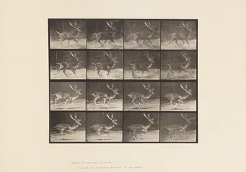 Levy 682. Kesanto; Buck; A, ravi; B, laukkaa