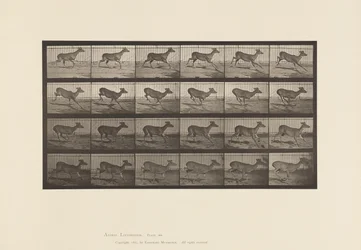 Levy 683. Virginia Deer; (Ei sarvia); Buck; Laukkaa