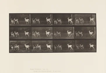 Levy 687. kuusipeura; Buck and Group of Does; Laukkaa