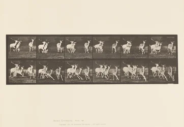 Levy 688. kuusipeura; Buck and Group of Does; Laukkaa