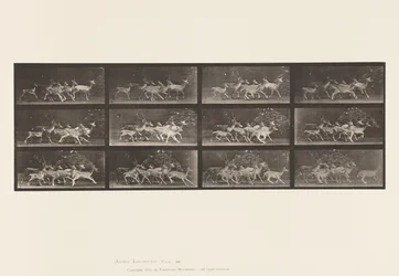 Levy 690. kuusipeura; Buck and Group of Does; Erilaisia liikkeitä