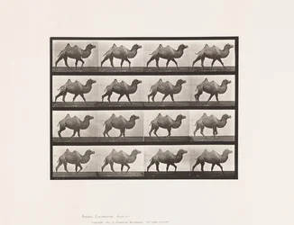 Levy 737. Bactrian Camel; Kävely