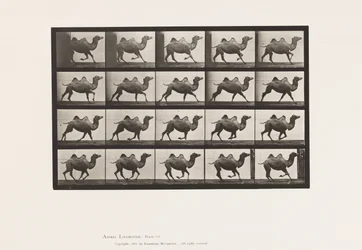 Levy 739. Bactrian Camel; Laukkaa