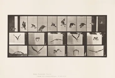 Levy 764. Fish Hawk; Lentäminen