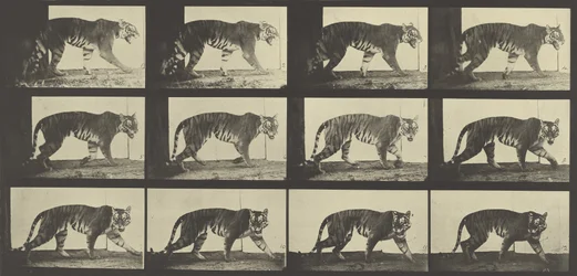 Tiger Walking, levy 729, Animal Locomotion, 1887