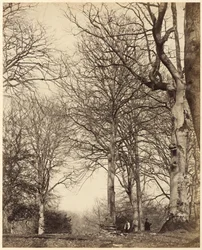 Kuningatar Adelaiden pyökki,1864 (kuva)