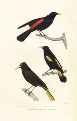 Cacique-lajit ja harjainen oropendola.