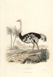 Tavallinen strutsi, Struthio camelus.