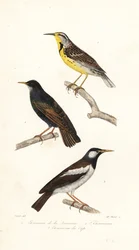 Itäinen niittykiuru, kottarainen ja pied myna.