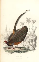 Suuri argus, Argusianus argus, haavoittuvainen.