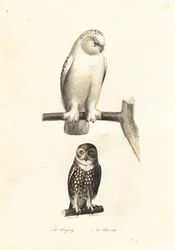 Lumipöllö ja pygmypöllö.