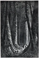 Ranskan Guayanan metsä, piirustus Riou, "" Le Tour du Monde", 2. sem. 1879.