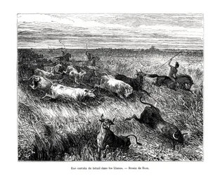 Karja, Los Llanos, Venezuela, 1800-luku