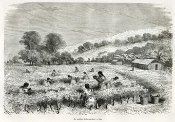 Coca-lehtien poimiminen Ituatan laaksossa, piirros E.Riou havainnollistamaan matkaa Titicacan alueella ja Ala-Perun itäosien laaksoissa, vuonna 1873 Paul Marcoy. Kaiverrus kirjassa Le tour du monde