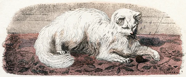 Angorakissa - ”Aakkoset kuvaavat eläimiä” 1800-luku (kaiverrus)