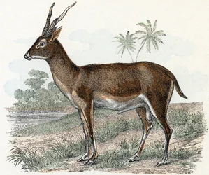 Antiloopi elokuvasta Animals Illustrated Alphabet
