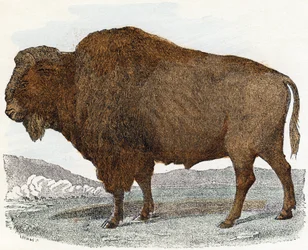 Bison elokuvasta Animals Illustrated Alphabet