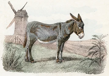 Aasi elokuvasta Animals Illustrated Alphabet