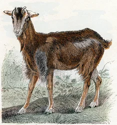 Vuohi- ”Aakkoset kuvaavat eläimiä” 1800-luku (kaiverrus)